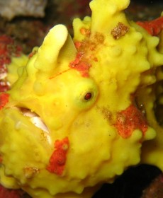 Clown Frogfish