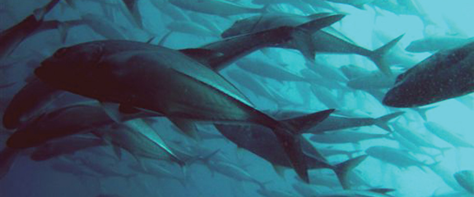 Fish_School
