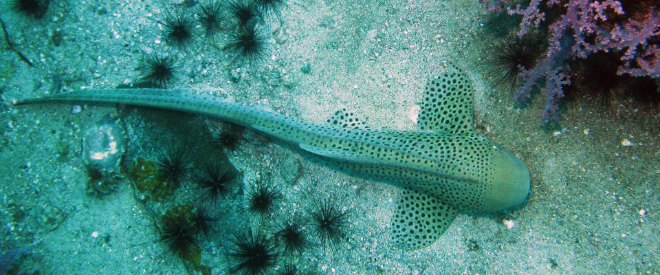 Zebra Shark