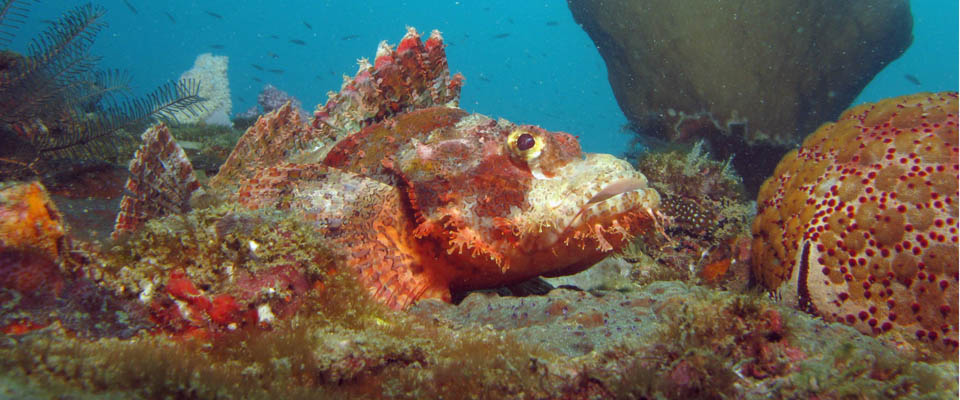 Scorpion fish
