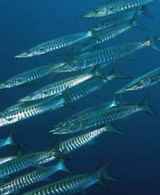 Pelagics around Koh Lipe