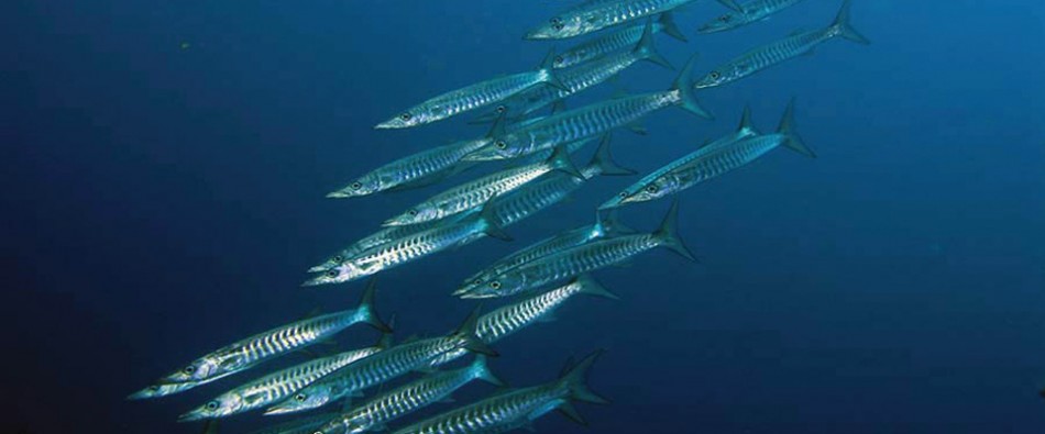 Pelagics around Koh Lipe