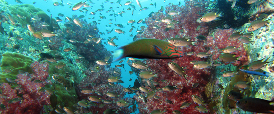 Snorkel_Lessons