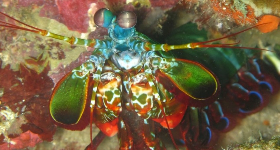 mantis shrimp