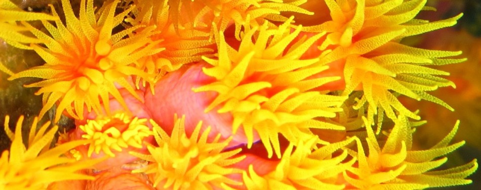 yellow coral yellow coral