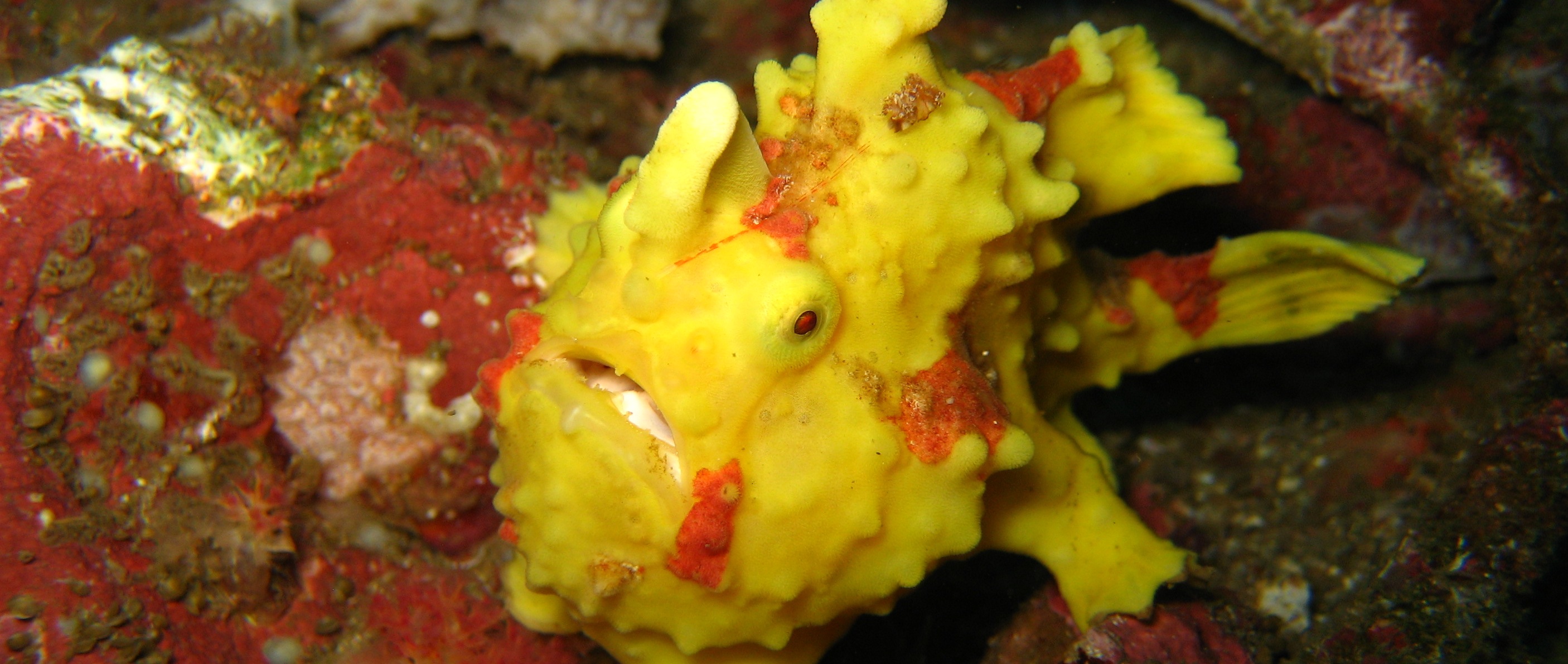 Our Resident Frogfish Koh Lipe Divers