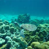 Diving on Koh Talu we saw a turtle