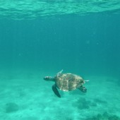 Turtle swimming over reef