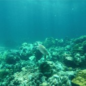 Turtle hunting on Koh Talu, Tarutao