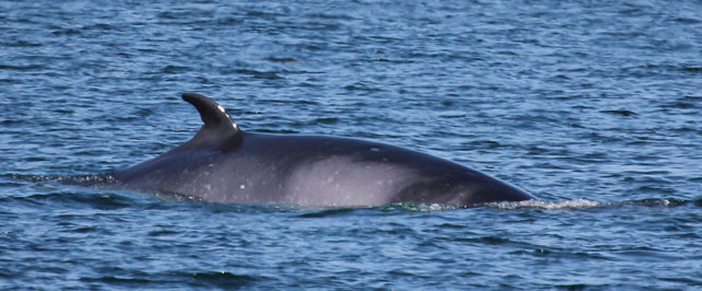 Minke Whale on Stonehenge