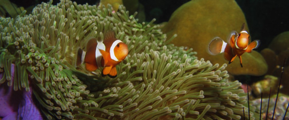 Night snorkel on Koh Lipe