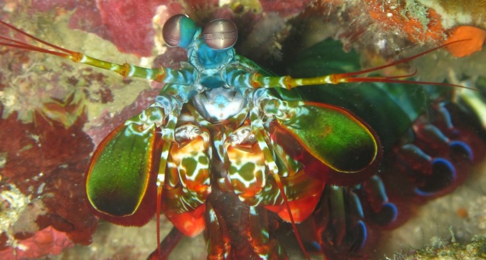 peacock-mantis-shrimp-koh-lipe-divers
